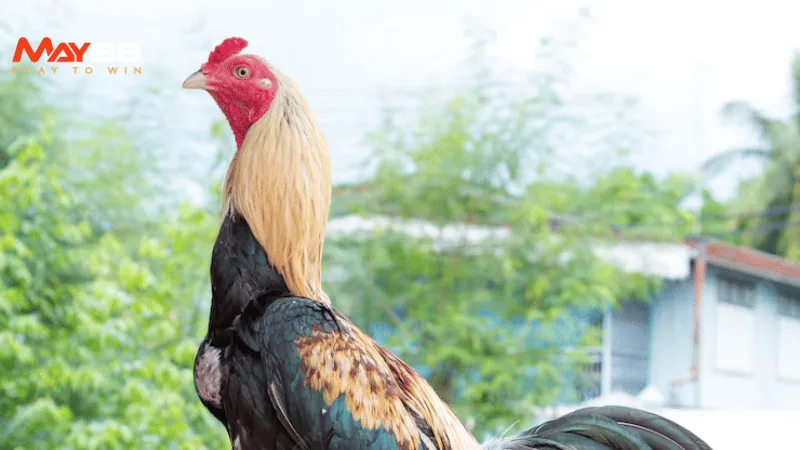 Ép cân gà đá, có thực sự cần thiết