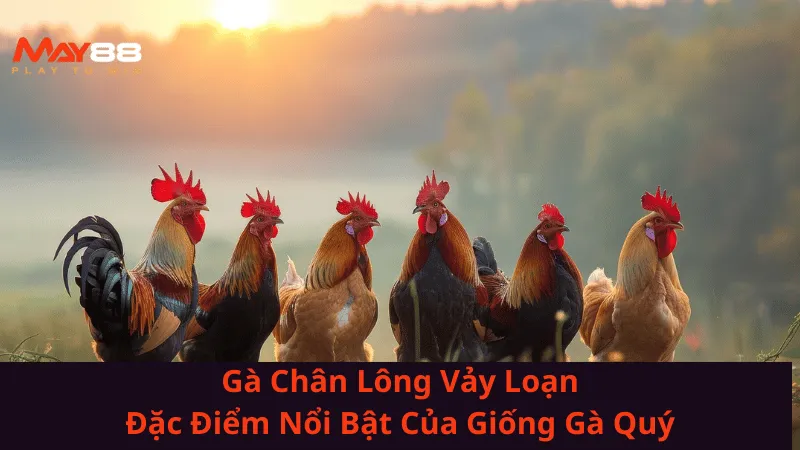 ga-chan-long-vay-loan-dac-diem-noi-bat-cua-giong-ga-quy