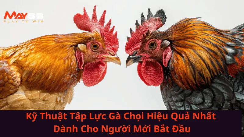 ky-thuat-tap-luc-ga-choi-hieu-qua-nhat-danh-cho-nguoi-moi-bat-dau