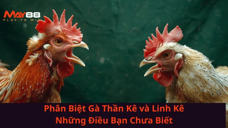 phan-biet-ga-than-ke-va-linh-ke-nhung-dieu-ban-chua-biet